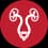 Urology icon