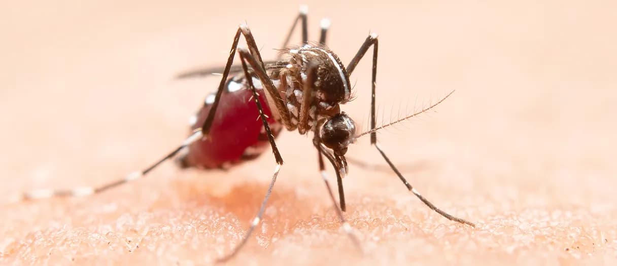 Dengue Fever in Mumbai: Symptoms, Warning Signs, and When to Go to Hospital